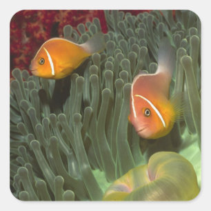 Adesivo Quadrado Anemonefish cor-de-rosa na anêmona de mar de