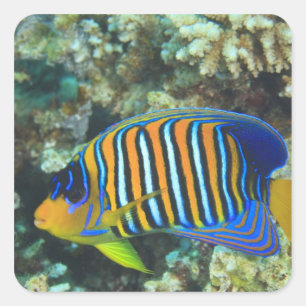 Adesivo Quadrado Angelfish régio juvenil Pygoplites