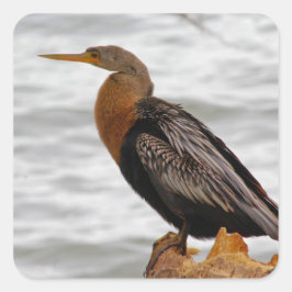 Adesivo Quadrado Anhinga de Vigia