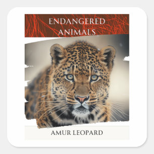 Adesivo Quadrado Animais Ameaçados - Leopardo Amur