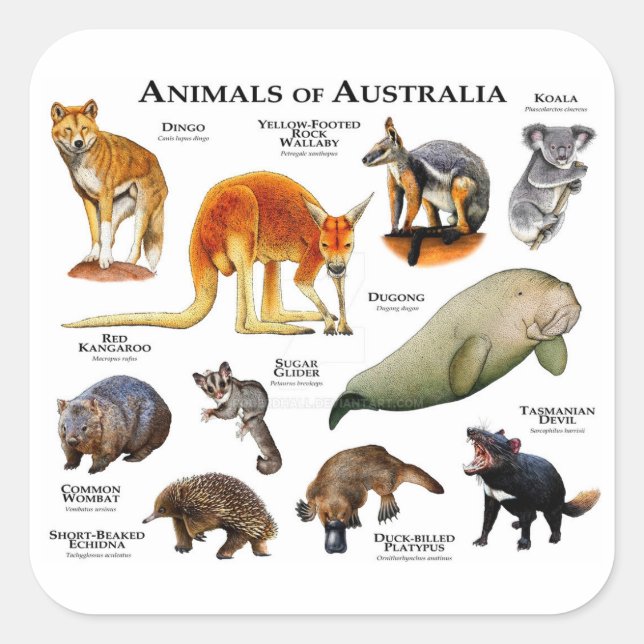 Adesivo Quadrado Animais da Austrália (Frente)