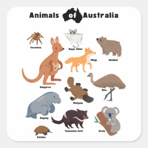 Adesivo Quadrado Animais da Vida Selvagem Aussie da Austrália