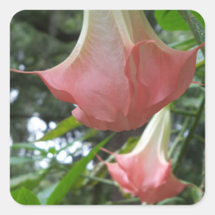 Adesivo Quadrado Anjos cor-de-rosa trombetam flores