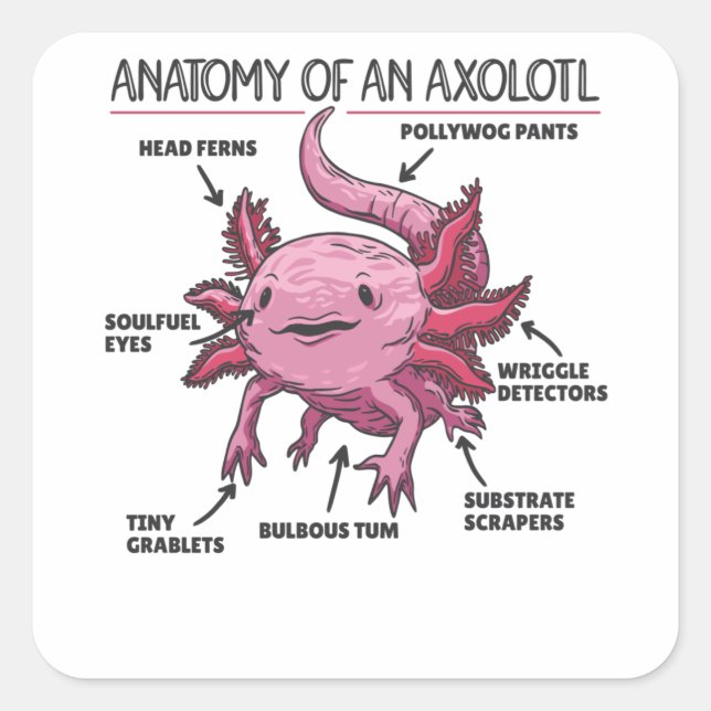 Adesivo Quadrado Anotação Axolotl Anatomia De Um Axolotl (Frente)