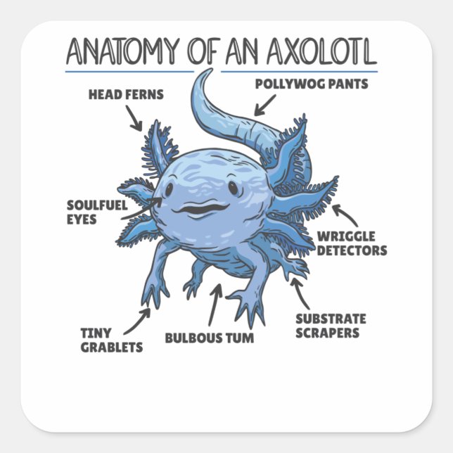 Adesivo Quadrado Anotação Axolotl Anatomia De Um Axolotl (Frente)