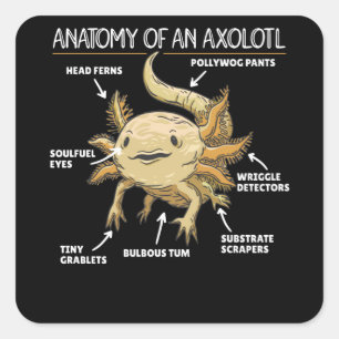 Adesivo Quadrado Anotação Axolotl Anatomia De Um Axolotl