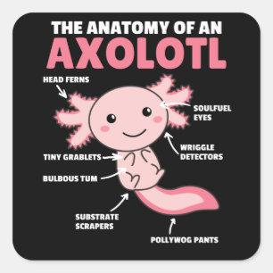 Adesivo Quadrado Anotação Axolotl Anatomia De Um Axolotl