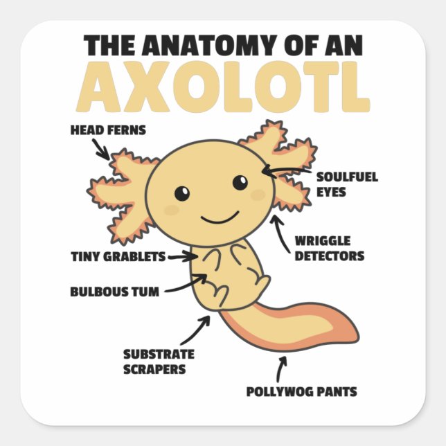 Adesivo Quadrado Anotação Axolotl Anatomia De Um Axolotl (Frente)