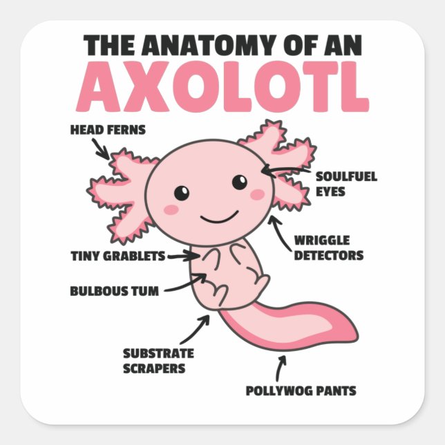 Adesivo Quadrado Anotação Axolotl Anatomia De Um Axolotl (Frente)