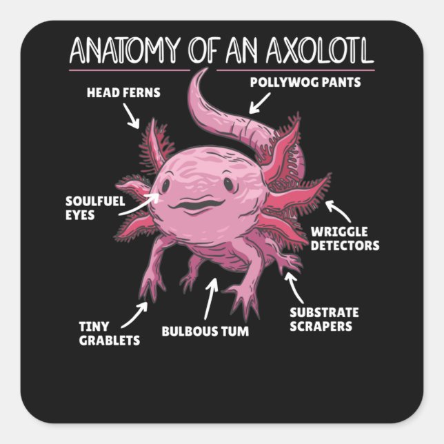Adesivo Quadrado Anotação Axolotl Anatomia De Um Axolotl (Frente)