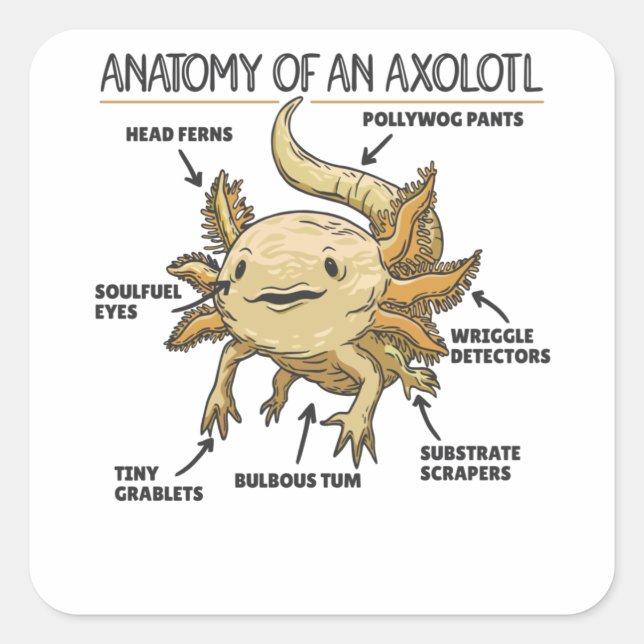 Adesivo Quadrado Anotação Axolotl Anatomia De Um Axolotl (Frente)