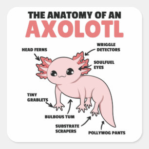Adesivo Quadrado Anotação Axolotl Anatomia De Um Axolotl