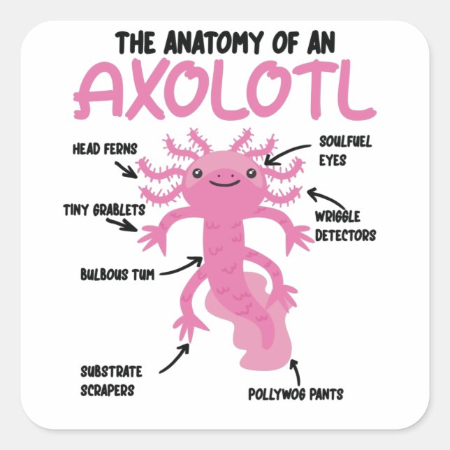 Adesivo Quadrado Anotação Axolotl Anatomia De Um Axolotl (Frente)