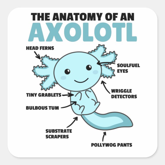 Adesivo Quadrado Anotação Axolotl Anatomia De Um Axolotl (Frente)