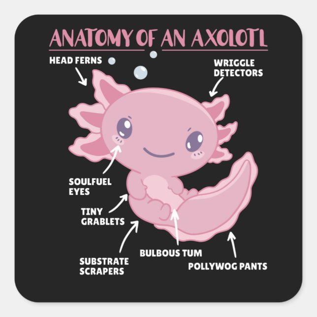 Adesivo Quadrado Anotação Axolotl Anatomia De Um Axolotl (Frente)