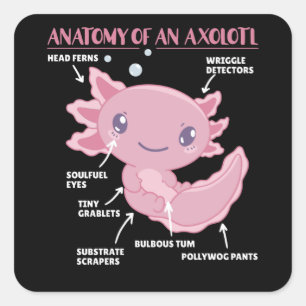 Adesivo Quadrado Anotação Axolotl Anatomia De Um Axolotl