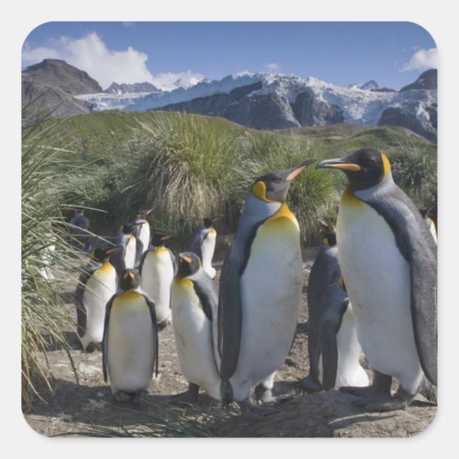 Adesivo Quadrado Antártica, Ilhas do Sul da Geórgia (Reino Unido),  (Frente)