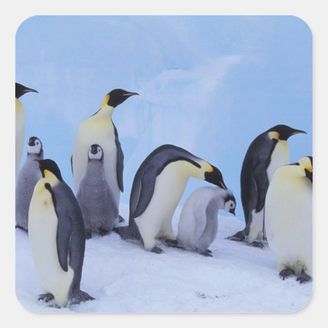 Adesivo Quadrado Antártica, Pinguins Imporadores (Frente)