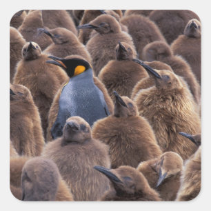 Adesivo Quadrado Antártida, Ilha da Geórgia do Sul, pinguins-impera