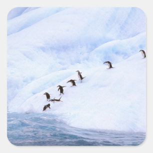 Adesivo Quadrado Antártida, Península Antártica. Pinguim-de-barbich