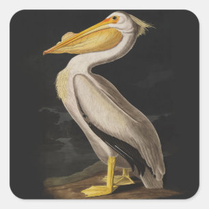 Adesivo Quadrado Antigo Pelicano Branco de John James Audubon Coste