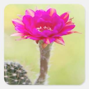 Adesivo Quadrado Antimatéria excitante Cactus Bloom