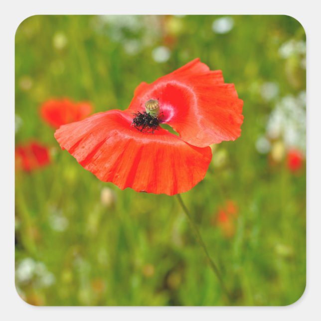 Adesivo Quadrado Aproximação de papoilas (Frente)
