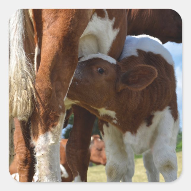 Adesivo Quadrado Aproximação do aleitamento do vitelo (Frente)