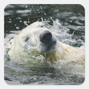 Adesivo Quadrado Aqua Aura do Urso Polar