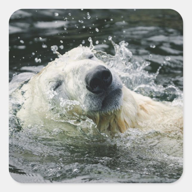 Adesivo Quadrado Aqua Aura do Urso Polar (Frente)