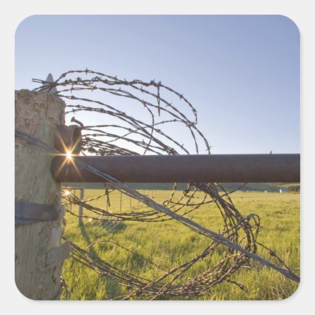 Adesivo Quadrado Arame farpado enrolado na forca perto (Frente)