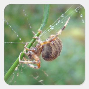 Adesivo Quadrado Araneus - aranha do tecelão da esfera
