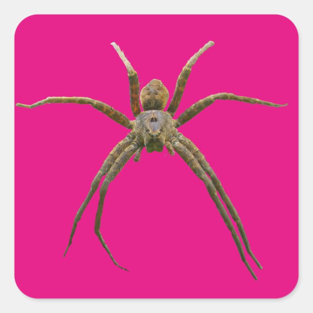 Adesivo Quadrado Aranha (Frente)