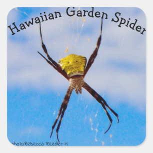 Adesivo Quadrado Aranha de jardim havaiana