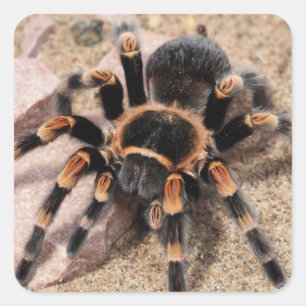Adesivo Quadrado Aranha de Tarantula do Joelho Vermelho Mexicano