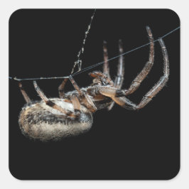 Adesivo Quadrado Aranha na Web