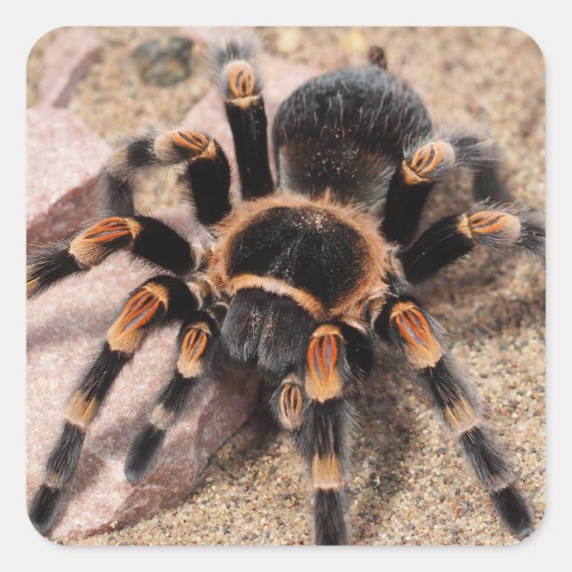 Adesivo Quadrado Aranha Vermelha Mexicana Tarantula (Frente)