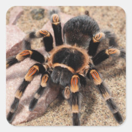 Adesivo Quadrado Aranha Vermelha Mexicana Tarantula