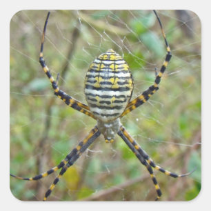 Adesivo Quadrado Argiope trifasciata Orb Weaver Spider