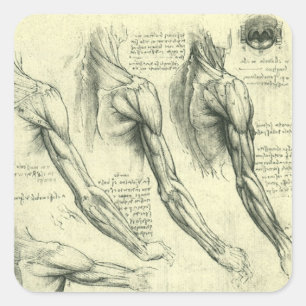 Adesivo Quadrado Arm e Anatomia do Ombro por Leonardo da Vinci
