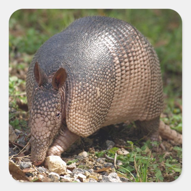 Adesivo Quadrado Armadillo Stickers (Frente)