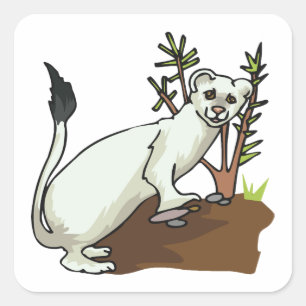 Adesivo Quadrado Arminho de doninha branca Inverno Stoat Vida Selva