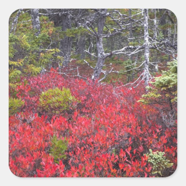 Adesivo Quadrado Aromas e pinheiros de mirtilo (Frente)