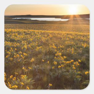 Adesivo Quadrado Arranjo de Flores Silvestres de Balsamroot de Folh