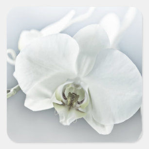Adesivo Quadrado Arte Botânica de Orquídea Branca Elegante