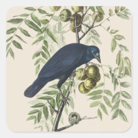 Arte da Natureza do Corvo Americano Audubon Vintag