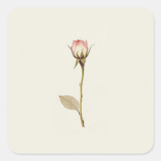 Adesivo Quadrado Arte da Rosa das Possibilidades