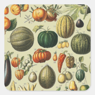 Adesivo Quadrado Arte de Cartaz de Frutas Botânicas Francesas Vinta