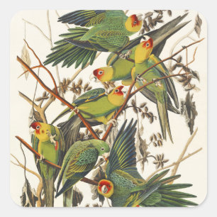 Adesivo Quadrado Arte de Pássaro Periquito-da-Carolina Audubon Vint