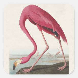 Adesivo Quadrado Arte de Pássaro Rosa Flamingo Americano Audubon Vi